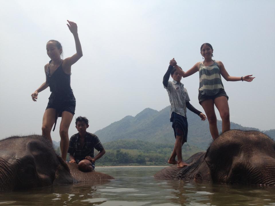 laosy elephants 2