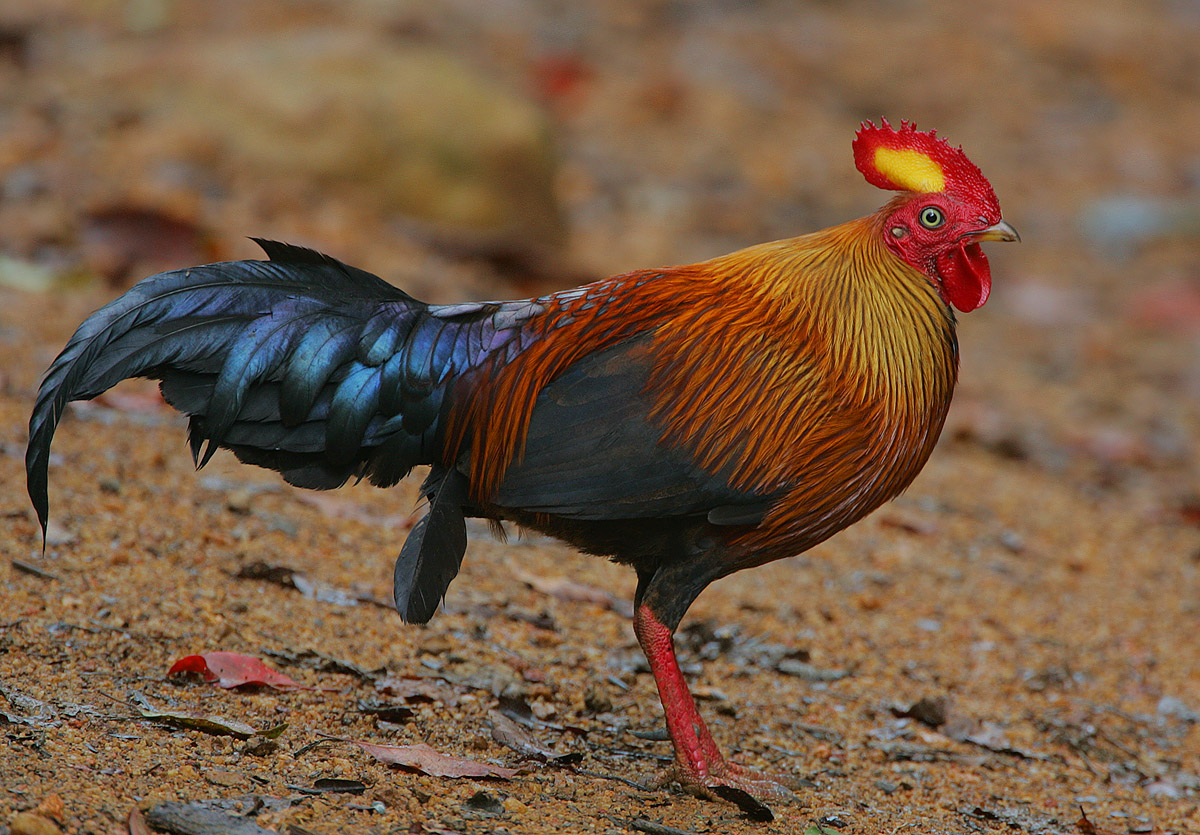 jungle fowl